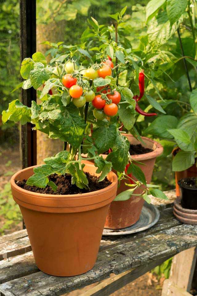 moestuin in pot